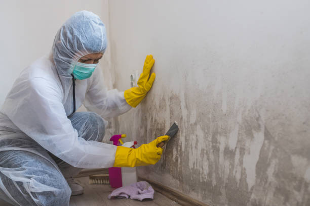 Best Mold Testing  in Central City, KY