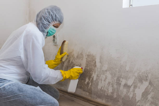 Best Residential Mold Removal  in Central City, KY