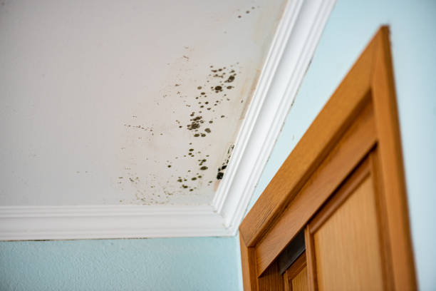Best Best Mold Removal Companies  in Central City, KY