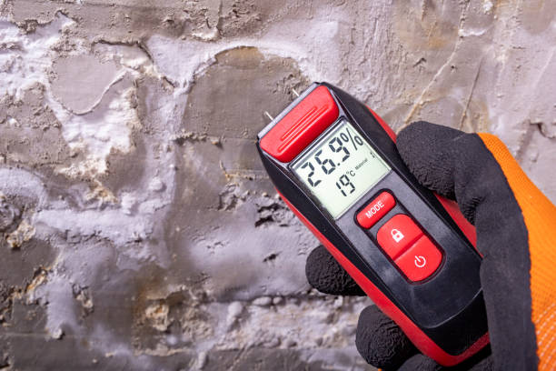 Best Same-Day Mold Removal  in Central City, KY