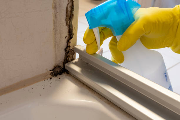 Best Mold Remediation Experts  in Central City, KY