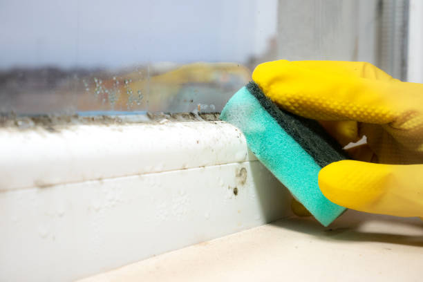 Best Commercial Mold Removal  in Central City, KY