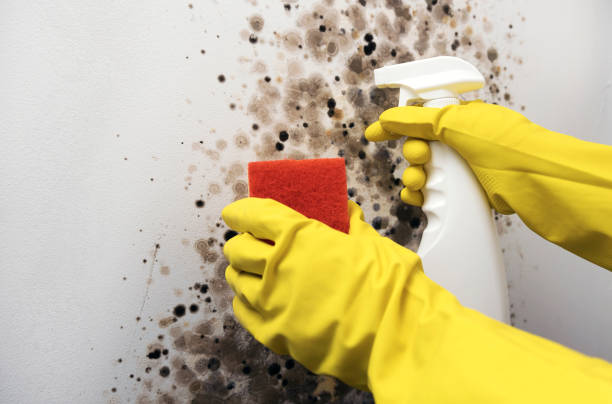 Best Certified Mold Removal  in Central City, KY