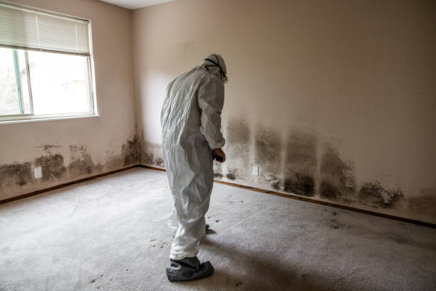 Best Mold Remediation  in Central City, KY