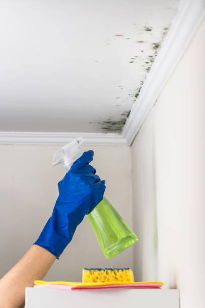 Central City, KY Mold Removal Company