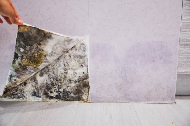 Best Mold Removal Company Near Me  in Central City, KY